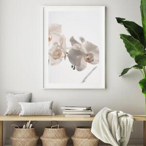 Plakat - Biała orchidea (A4)