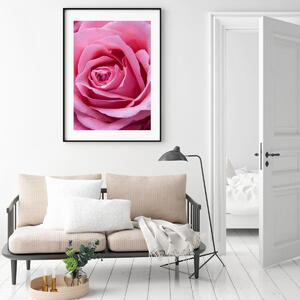Plakat - Różowa róża (A4)