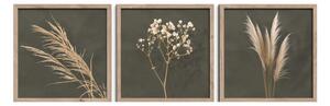 Obrazy zestaw 3 szt. 30x30 cm Pampas – Styler