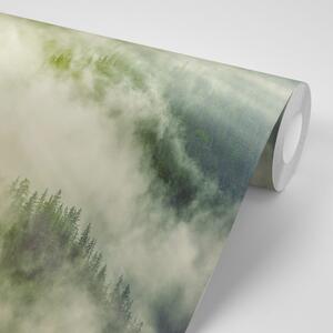 Samoprzylepna fototapeta mglisty las