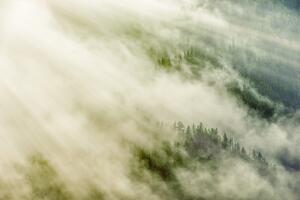 Samoprzylepna fototapeta mglisty las