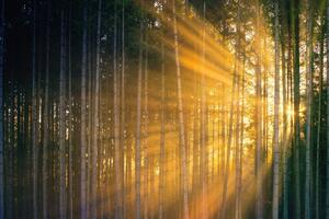 Samoprzylepna fototapeta słońce za drzewami