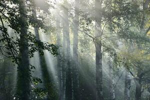 Fototapeta promienie słońca w mglistym lesie