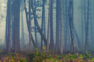 Samoprzylepna fototapeta tajemniczy las