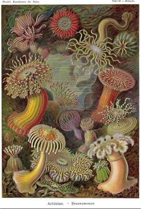 Plakat, Obraz Ernst Haeckel - Seeanemonen