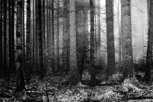 Fototapeta czarno-biały sekret lasu