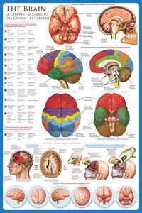 Plakat, Obraz The brain