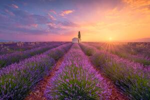 Ilustracja France Alpes-de-Haute-Provence Valensole lavender field at, Westend61