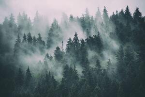Fototapeta las w mgle