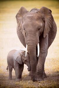 Plakat, Obraz Elephant and baby