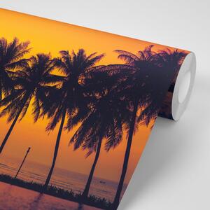 Tapeta zachód słońca nad palmami