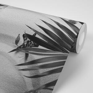 Fototapeta czarno-białe muszle pod liśćmi palmowymi