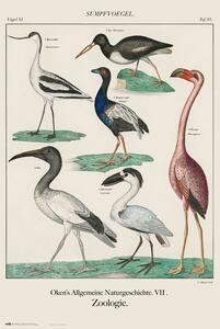 Plakat, Obraz Vintage Birds, (61 x 91.5 cm)