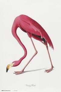 Plakat, Obraz American Flamingo, (61 x 91.5 cm)
