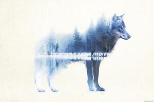 Plakat, Obraz Forest Wolf