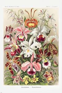 Plakat, Obraz Ernst Haeckel - Orchideen, (61 x 91.5 cm)