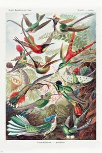 Plakat, Obraz Ernst Haeckel - Kolibris, (61 x 91.5 cm)