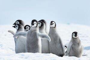 Plakat, Obraz Penguins - Family, (120 x 80 cm)