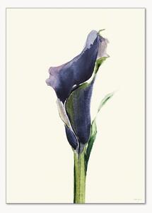 Plakat Calla Nero 1