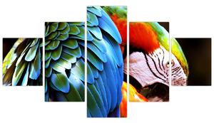 Obraz - Papuga (125x70 cm)