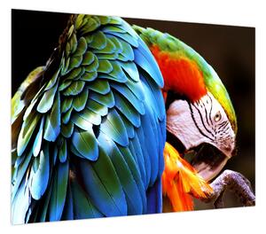 Obraz - Papuga (70x50 cm)