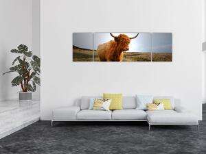 Obraz szkockiej krowy (170x50 cm)