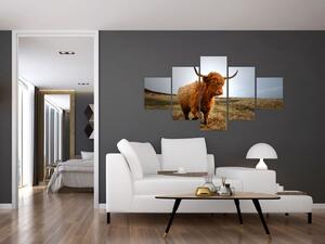 Obraz szkockiej krowy (125x70 cm)