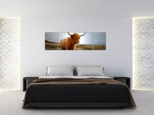 Obraz szkockiej krowy (170x50 cm)