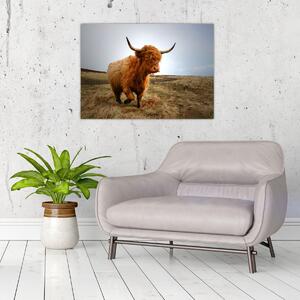 Obraz szkockiej krowy (70x50 cm)