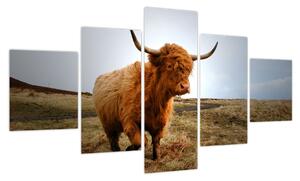 Obraz szkockiej krowy (125x70 cm)
