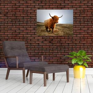 Obraz szkockiej krowy (70x50 cm)