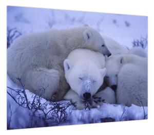 Obraz - Niedźwiadki polarne (70x50 cm)