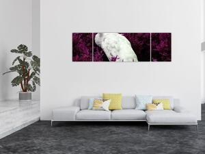 Obraz - Biały paw (170x50 cm)