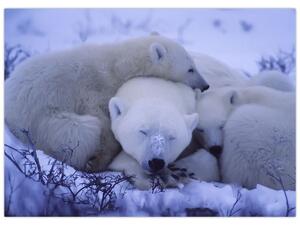 Obraz - Niedźwiadki polarne (70x50 cm)