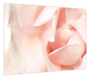 Obraz - Róża (70x50 cm)