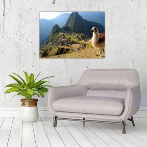Obraz - Lama i Machu Picchu (70x50 cm)