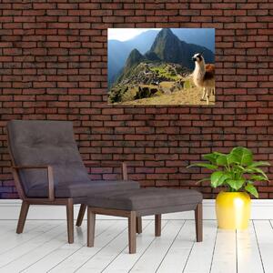 Obraz - Lama i Machu Picchu (70x50 cm)