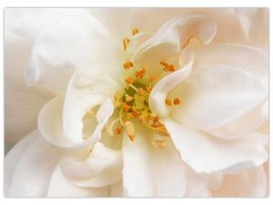 Obraz - Kwiat (70x50 cm)