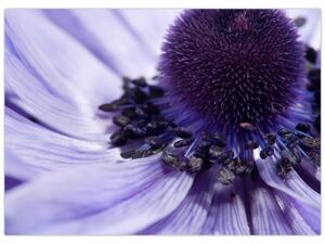 Obraz - Fioletowy kwiat (70x50 cm)