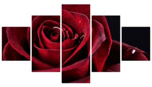 Obraz - Czerwona róża (125x70 cm)