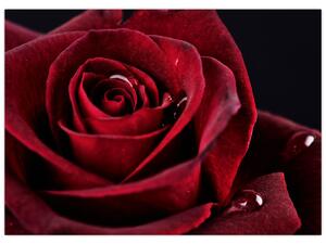 Obraz - Czerwona róża (70x50 cm)