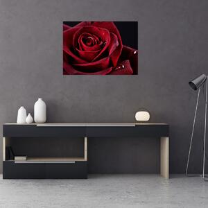 Obraz - Czerwona róża (70x50 cm)