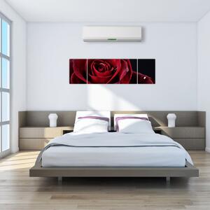 Obraz - Czerwona róża (170x50 cm)