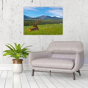 Obraz - Jeleń na łące (70x50 cm)