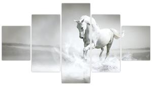 Obraz - Biały koń (125x70 cm)