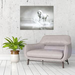 Obraz - Biały koń (70x50 cm)