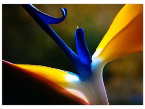 Obraz - Egzotyczny kwiat (70x50 cm)