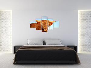 Obraz -Szkocka krowa (125x70 cm)
