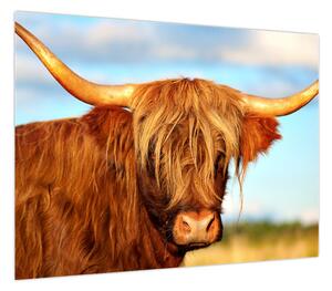 Obraz -Szkocka krowa (70x50 cm)