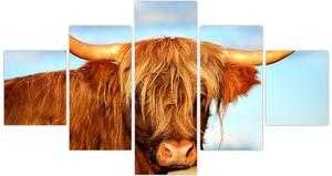 Obraz -Szkocka krowa (125x70 cm)